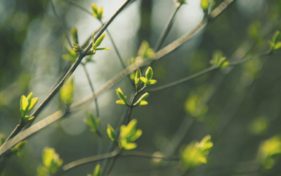 Gemmothérapie spirituelle : 3 bourgeons indispensables au printemps