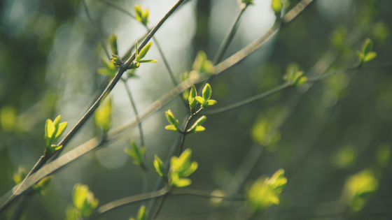 Gemmothérapie spirituelle : 3 bourgeons indispensables au printemps