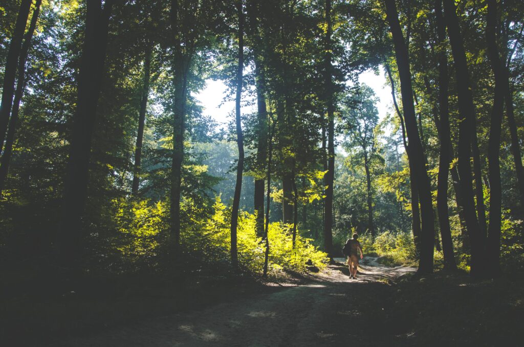 Walk and talk forêt 